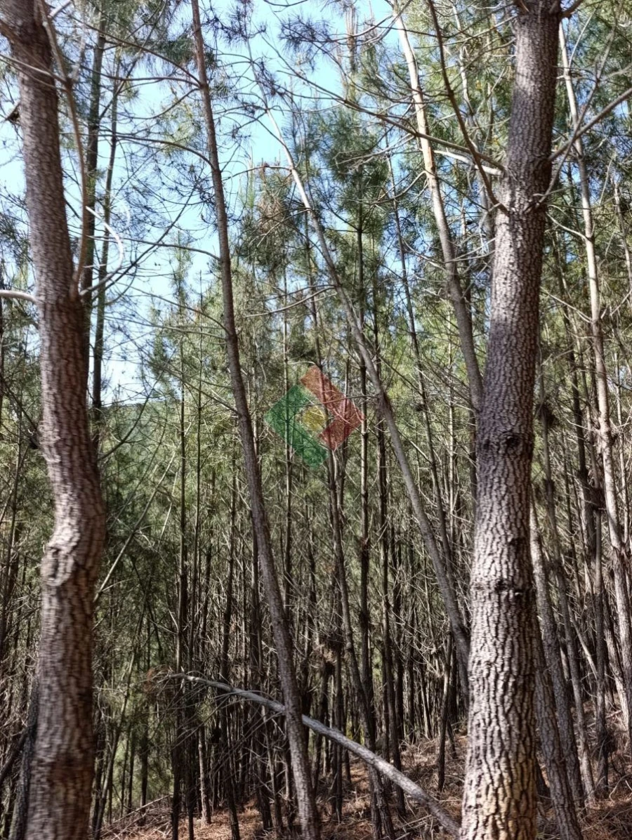 Quinta T3 para Venda em Alegrete Foto 26