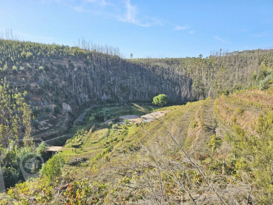 Terreno para Venda em Macinhata do Vouga Foto 5