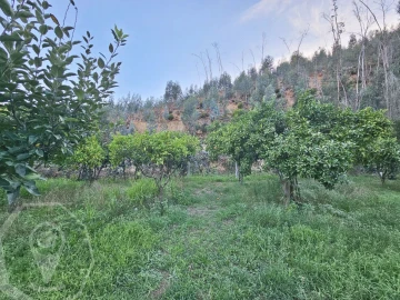 Terreno para Venda em Macinhata do Vouga
