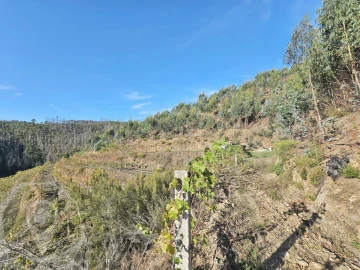 Terreno para Venda em Macinhata do Vouga