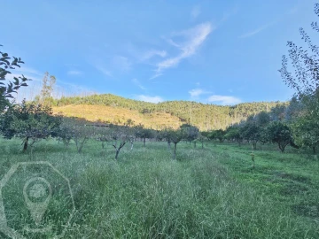Terreno para Venda em Macinhata do Vouga