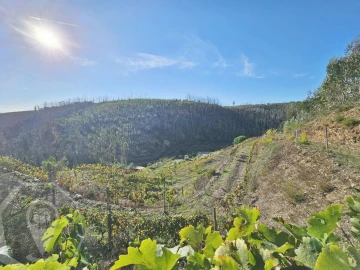 Terreno para Venda em Macinhata do Vouga
