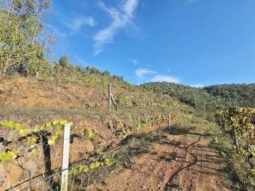 Terreno para Venda em Macinhata do Vouga