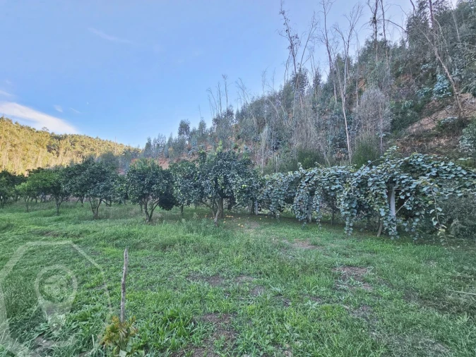 Terreno para Venda em Macinhata do Vouga Foto 19