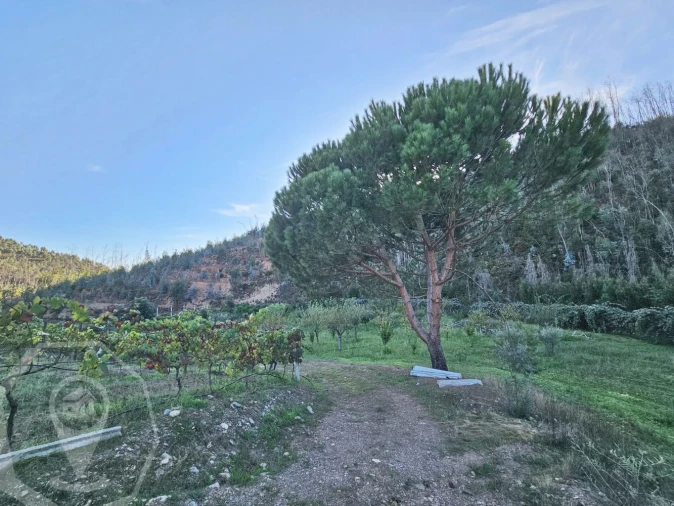 Terreno para Venda em Macinhata do Vouga Foto 13