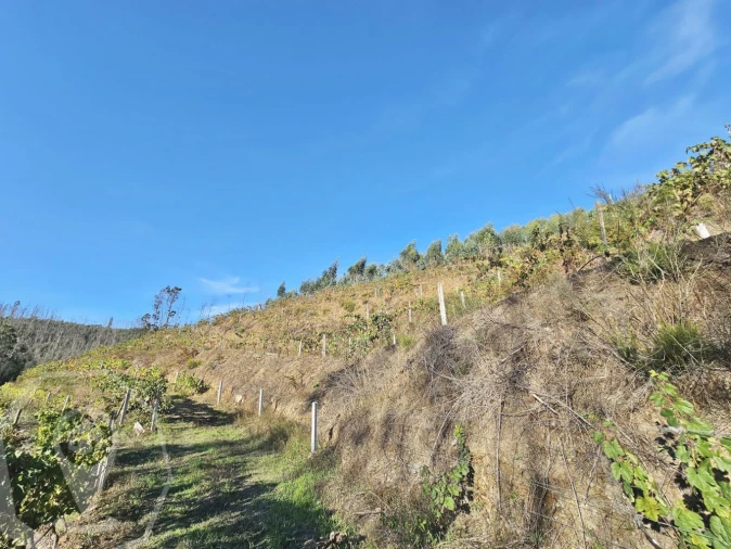 Terreno para Venda em Macinhata do Vouga Foto 10