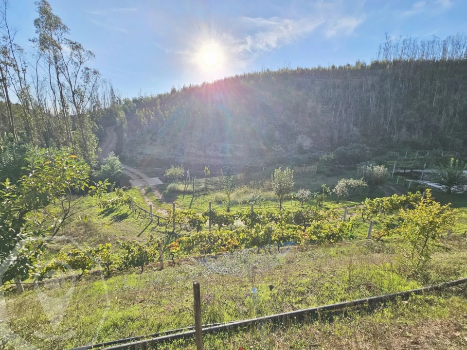 Terreno para Venda em Macinhata do Vouga Foto 11
