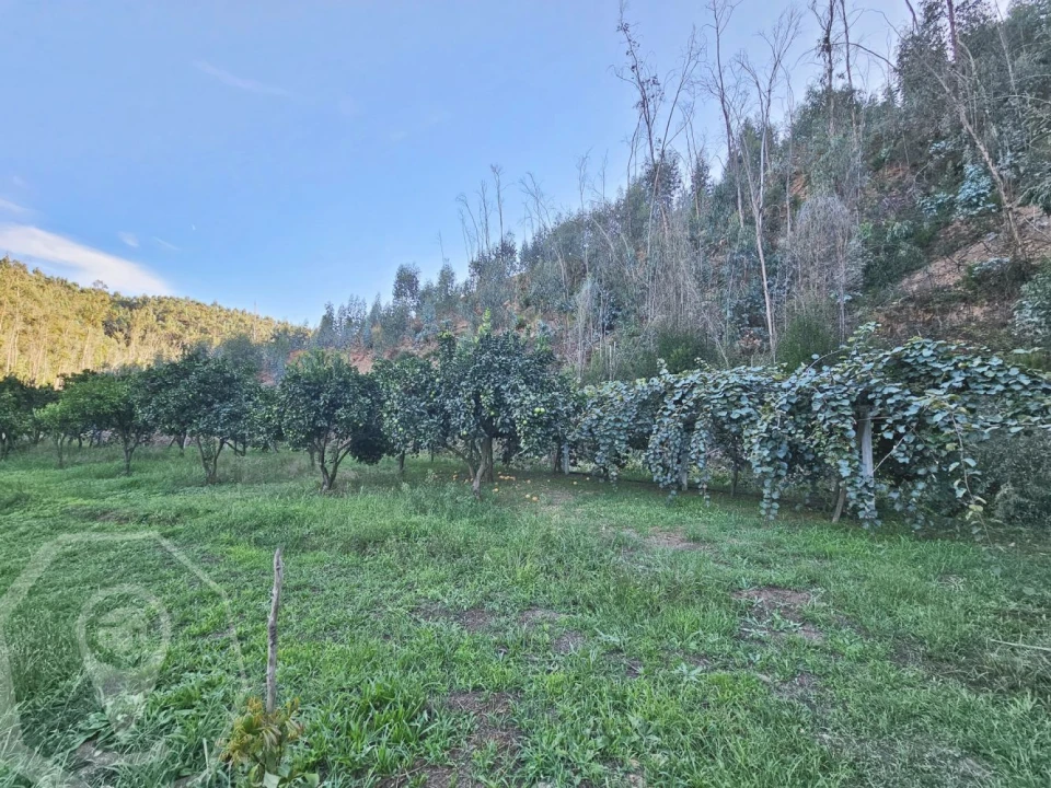 Terreno para Venda em Macinhata do Vouga Foto 19