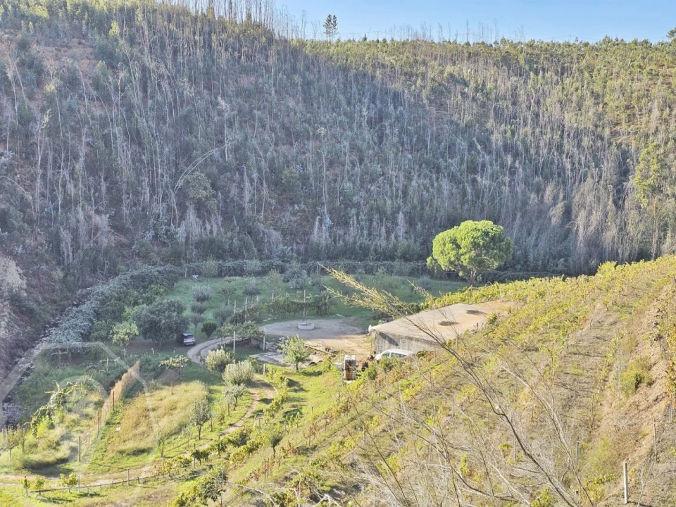 Terreno para Venda em Macinhata do Vouga Foto 1