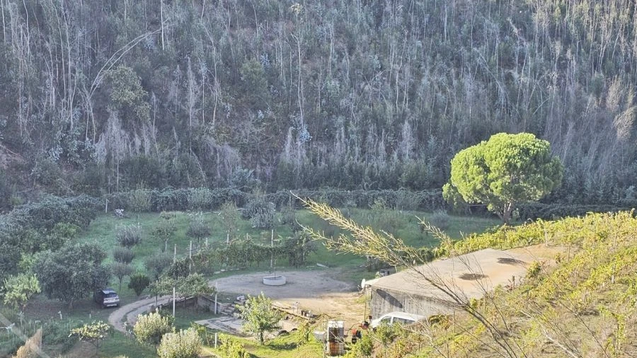 Terreno para Venda em Macinhata do Vouga