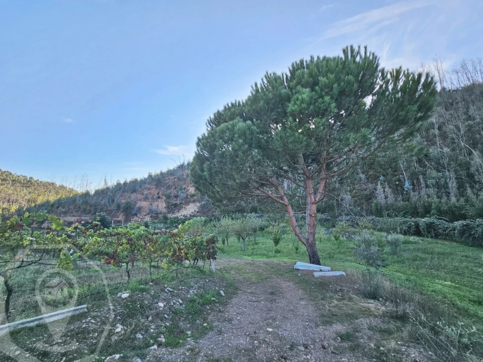Terreno para Venda em Macinhata do Vouga Foto 13