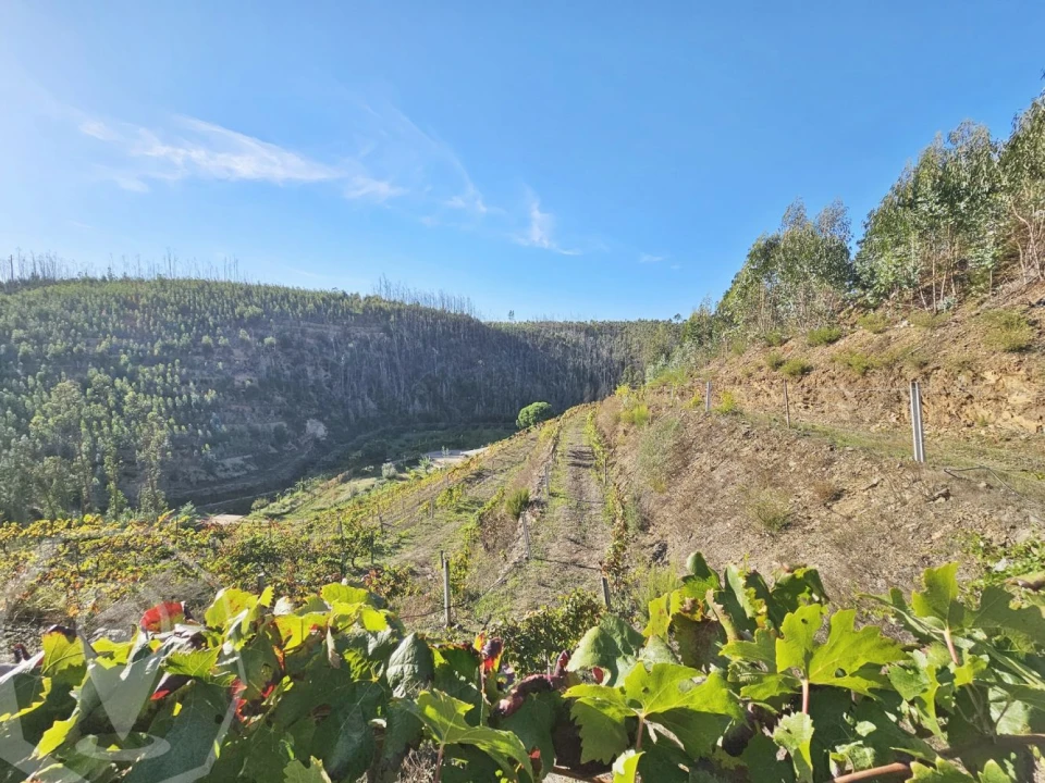 Terreno para Venda em Macinhata do Vouga Foto 3