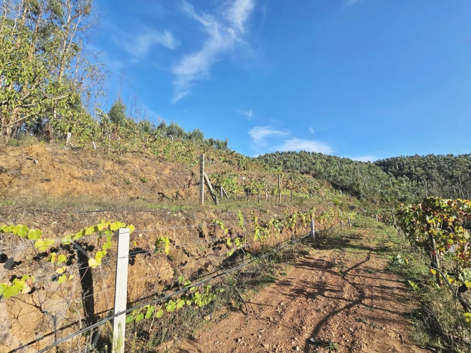 Terreno para Venda em Macinhata do Vouga Foto 12