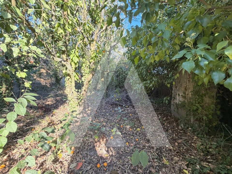 Negócio para Venda em Bustos, Troviscal e Mamarrosa Foto 6