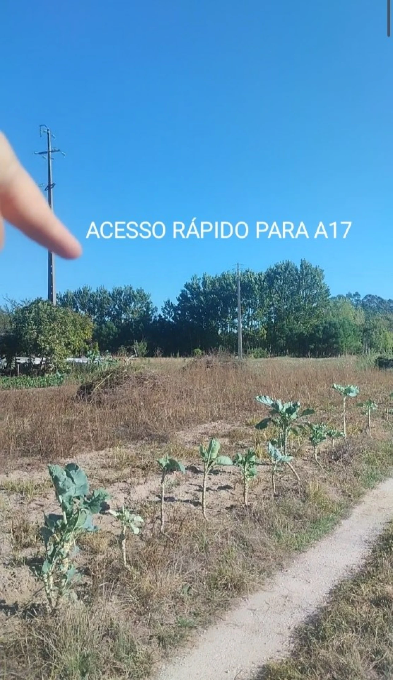 Terreno para Venda em Oiã Foto 1