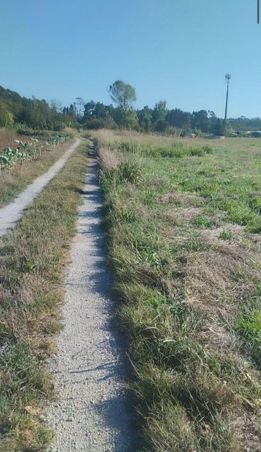 Terreno para Venda em Oiã Foto 2