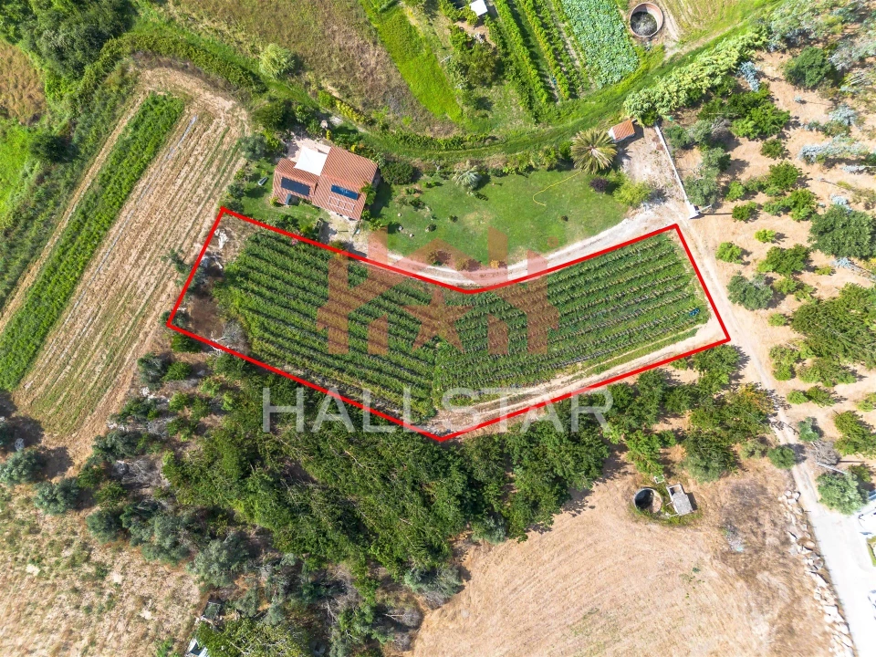 Terreno para Venda em Souto da Carpalhosa e Ortigosa Foto 5