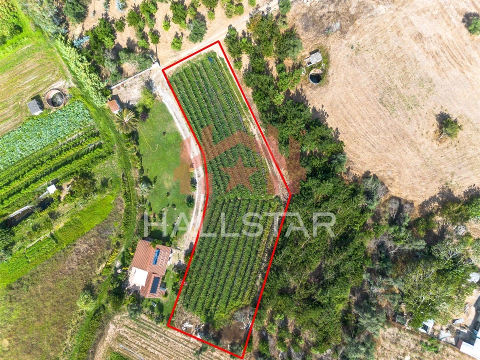 Terreno para Venda em Souto da Carpalhosa e Ortigosa Foto 7