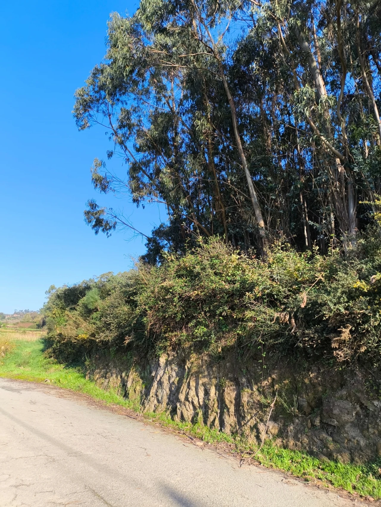 Terreno para Venda em Chorente, Góios, Courel, Pedra Furada e Gueral Foto 14