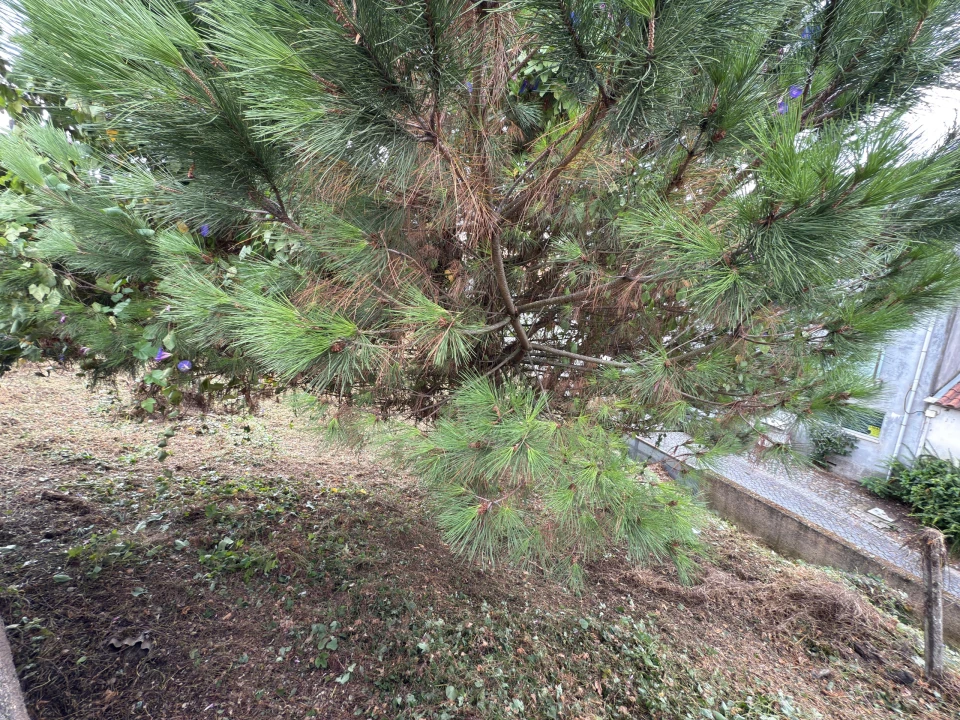 Terreno para Venda em São Vicente (Braga) Foto 26