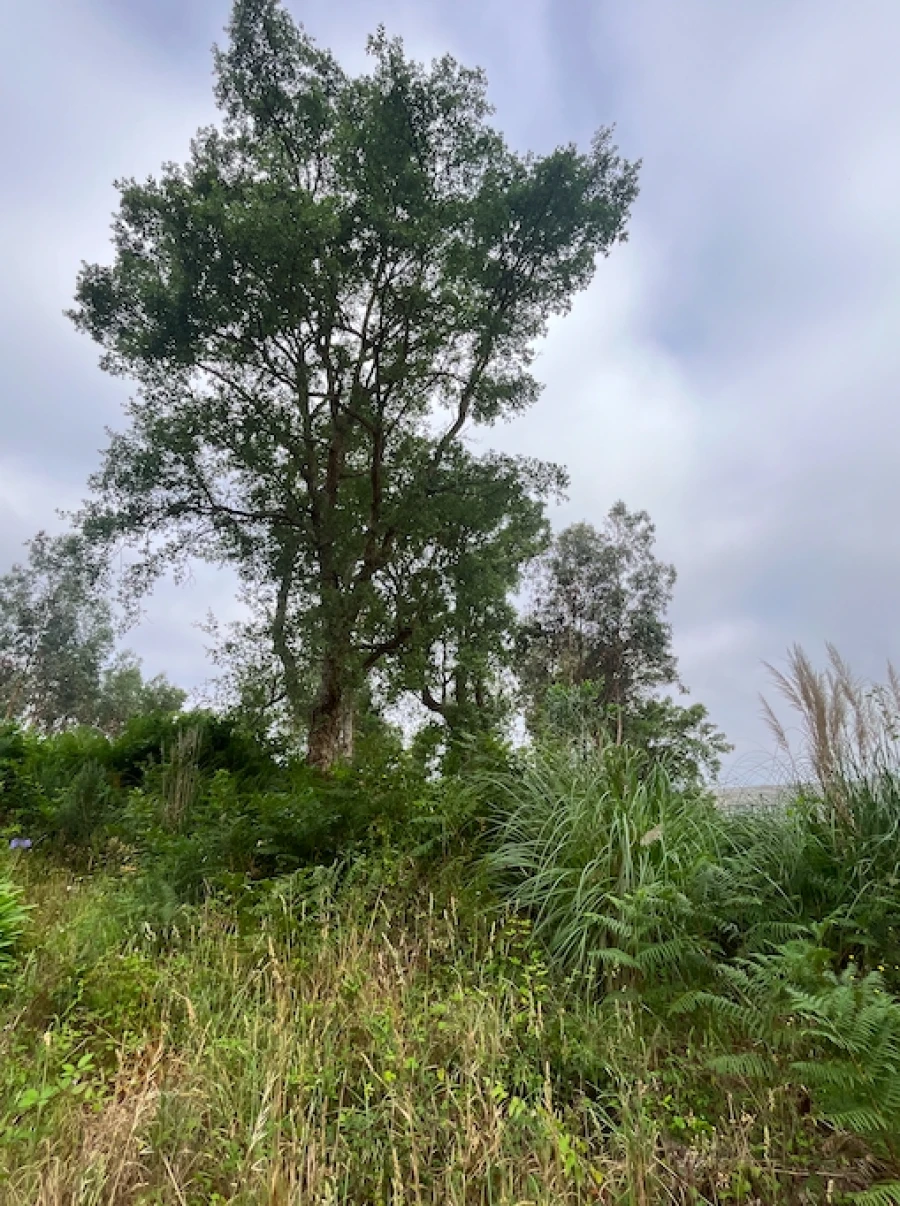 Terreno para Venda em Serzedo e Perosinho Foto 7