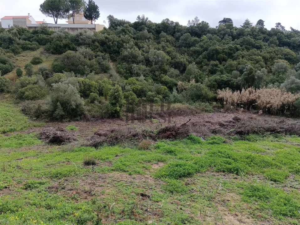 Terreno Agricola ou Rústico para Venda em Cartaxo e Vale da Pinta Foto 4