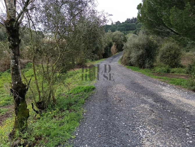 Terreno Agricola ou Rústico para Venda em Cartaxo e Vale da Pinta Foto 6