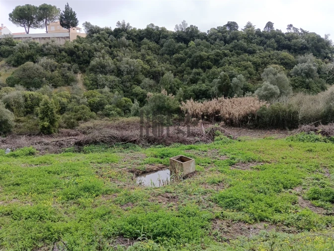 Terreno Agricola ou Rústico para Venda em Cartaxo e Vale da Pinta Foto 5