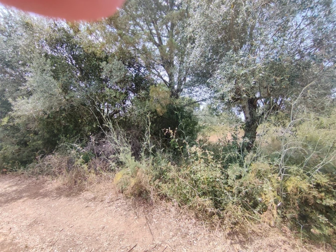 Terreno Agricola ou Rústico para Venda em Azambujeira e Malaqueijo Foto 3