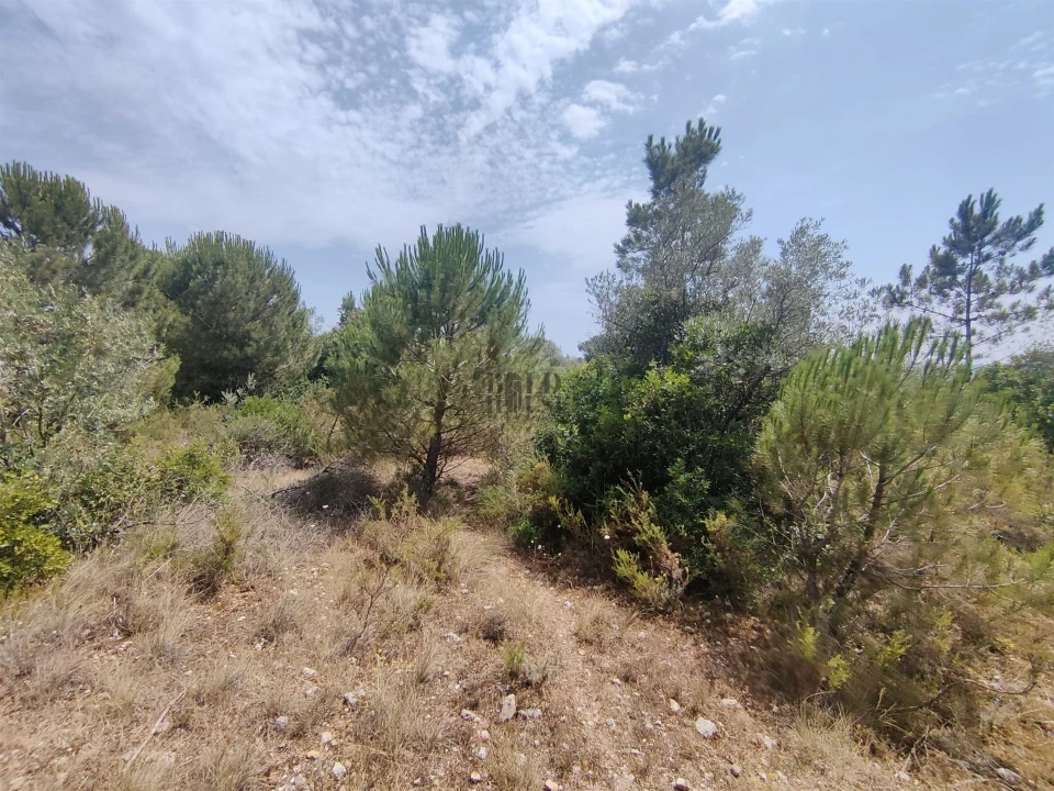 Terreno Agricola ou Rústico para Venda em Azambujeira e Malaqueijo Foto 5