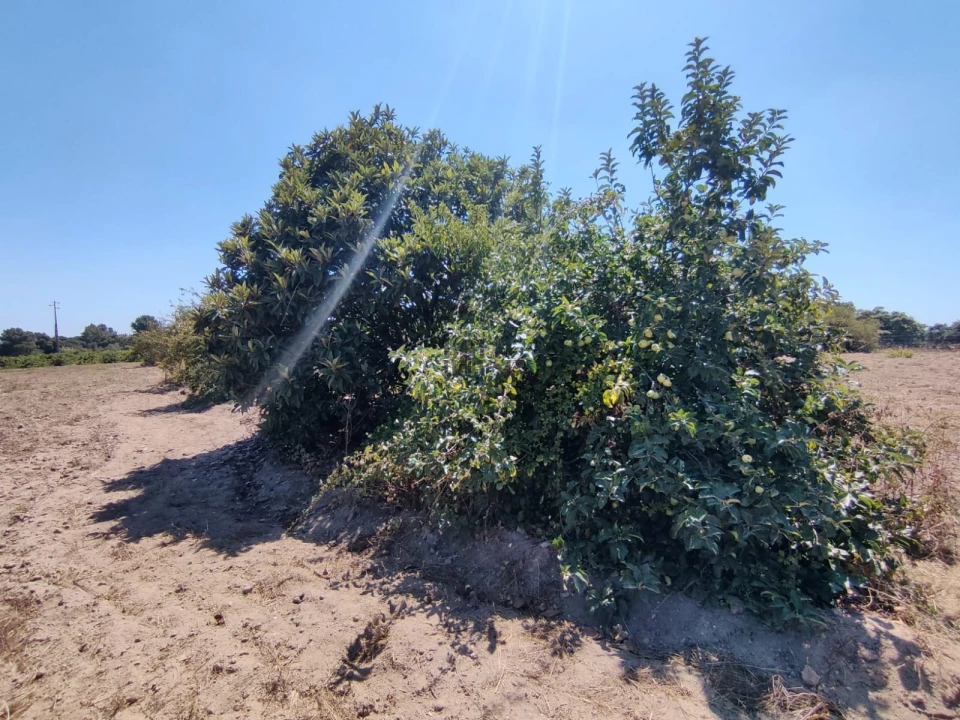 Terreno Agricola ou Rústico para Venda em Pontevel Foto 6