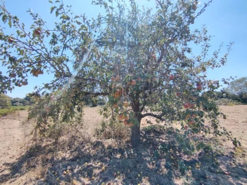 Terreno Agricola ou Rústico para Venda em Pontevel