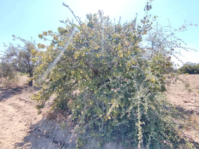 Terreno Agricola ou Rústico para Venda em Pontevel Foto 5