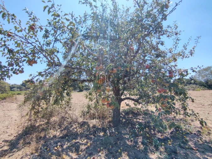 Terreno Agricola ou Rústico para Venda em Pontevel Foto 4
