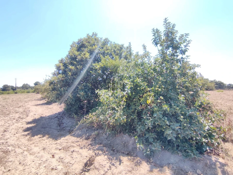 Terreno Agricola ou Rústico para Venda em Pontevel Foto 15