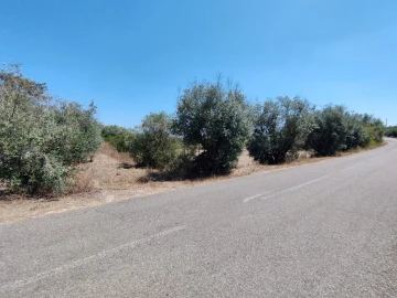 Terreno Agricola ou Rústico para Venda em Cartaxo e Vale da Pinta