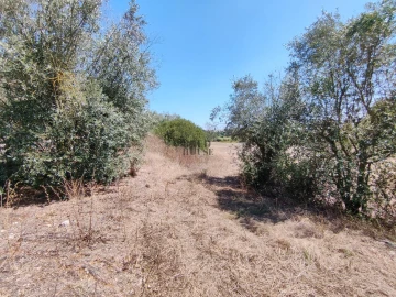 Terreno Agricola ou Rústico para Venda em Cartaxo e Vale da Pinta