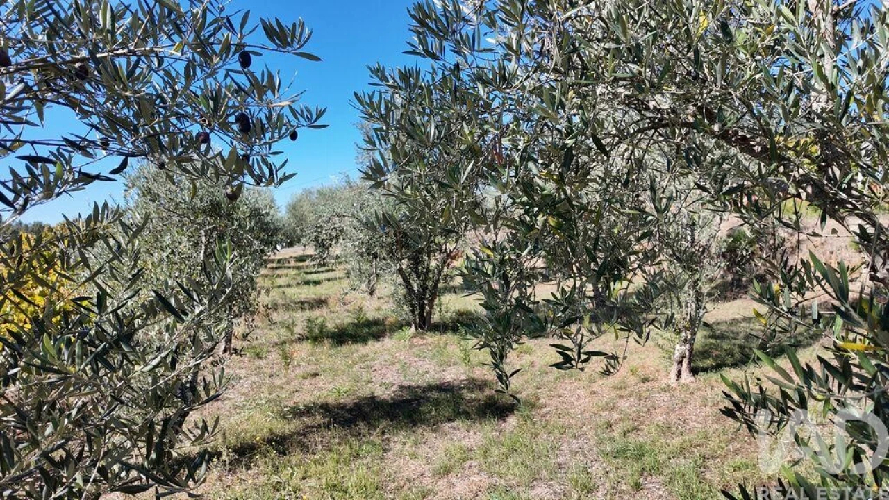 Terreno para Venda em Graça Foto 9