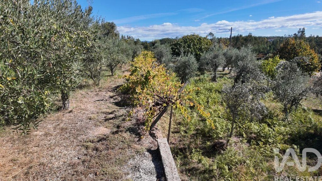 Terreno para Venda em Graça Foto 3