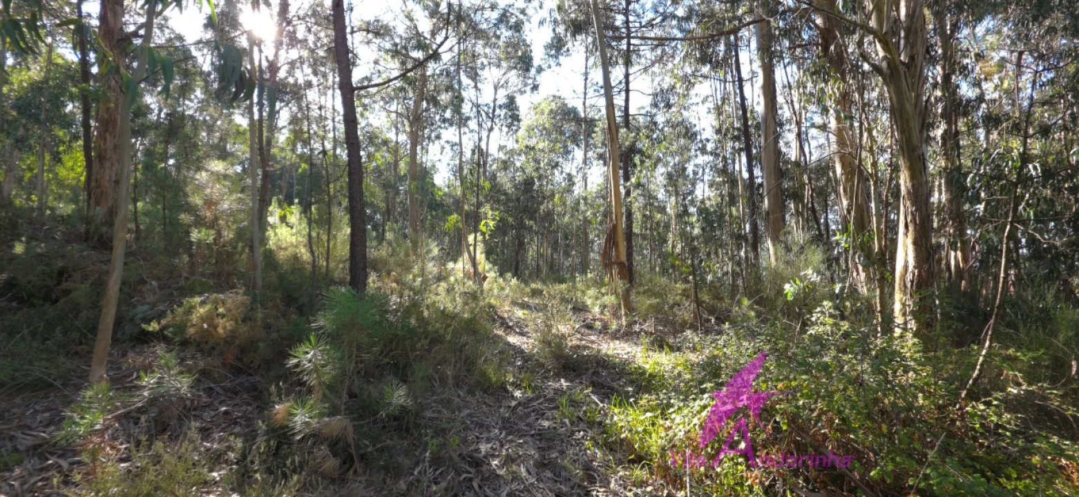 Moradia T4 para Venda em Perre Foto 16