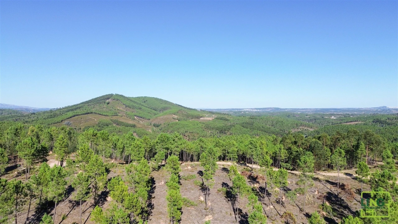 Terreno Agricola ou Rústico para Venda em Sarzedas Foto 18