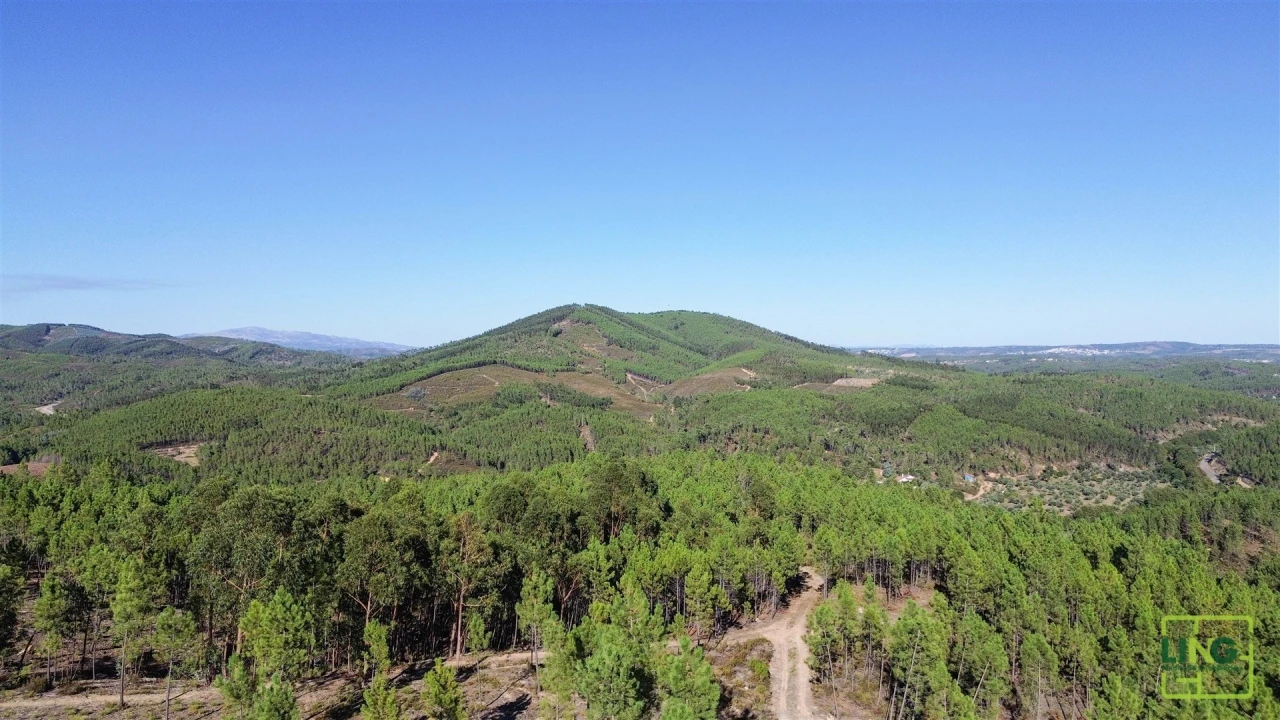 Terreno Agricola ou Rústico para Venda em Sarzedas Foto 13