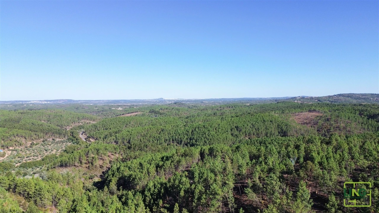 Terreno Agricola ou Rústico para Venda em Sarzedas Foto 19