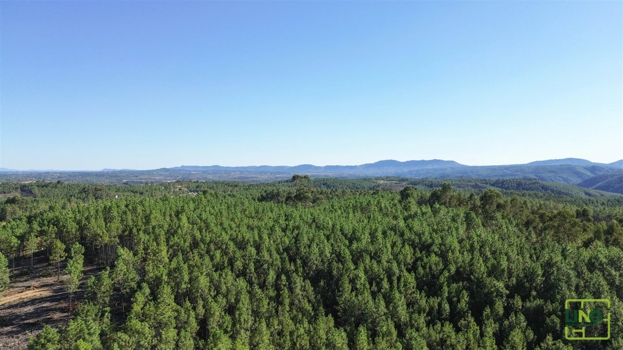 Terreno Agricola ou Rústico para Venda em Sarzedas Foto 16