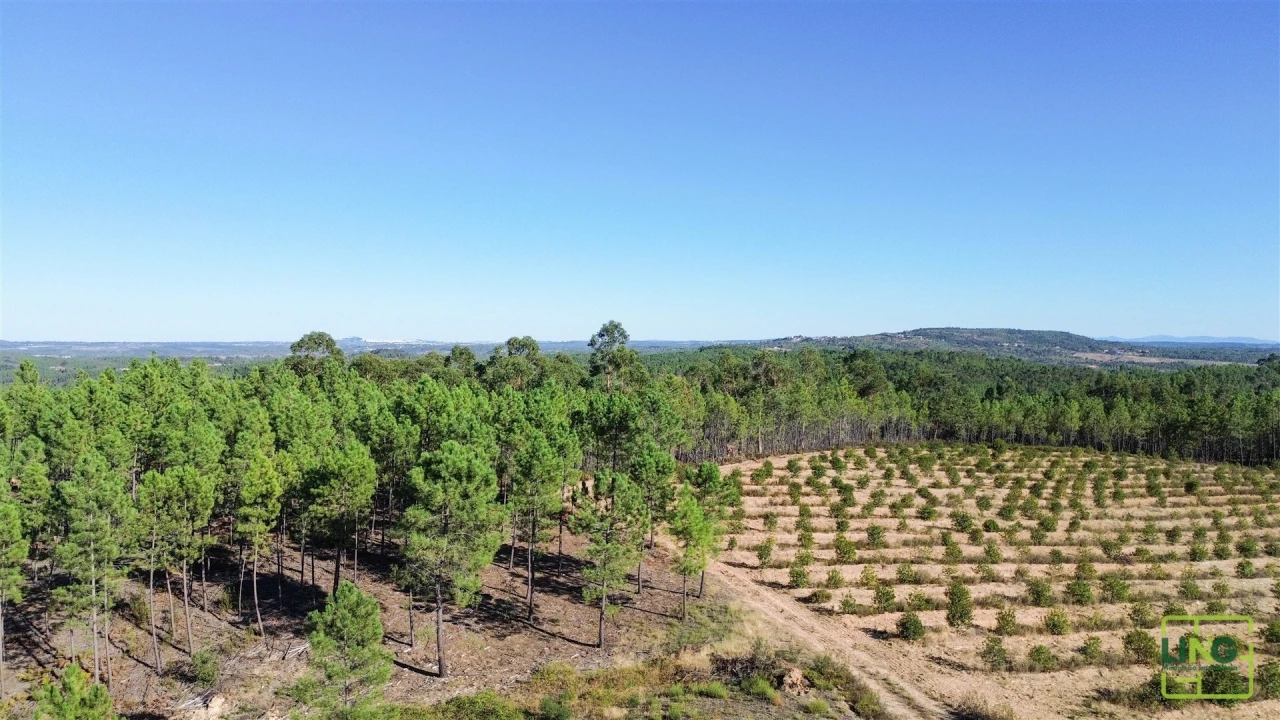 Terreno Agricola ou Rústico para Venda em Sarzedas Foto 4