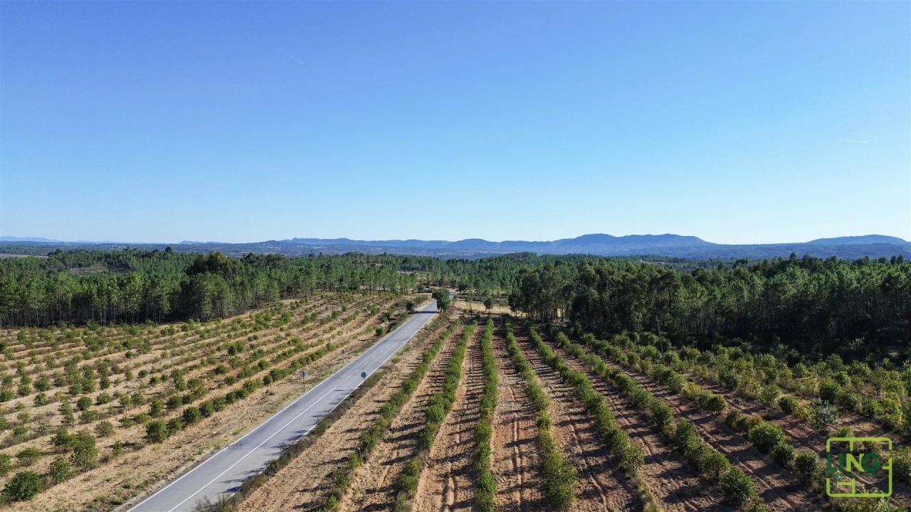 Terreno Agricola ou Rústico para Venda em Sarzedas Foto 5