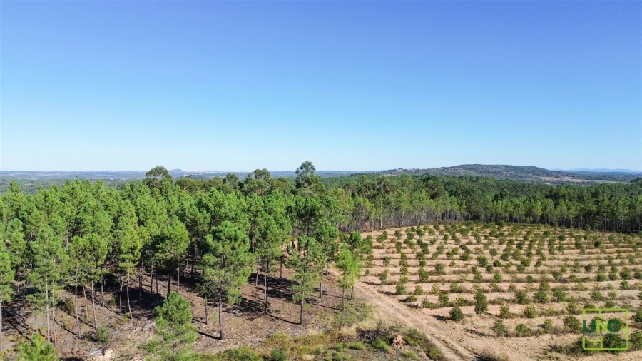 Terreno Agricola ou Rústico para Venda em Sarzedas Foto 4