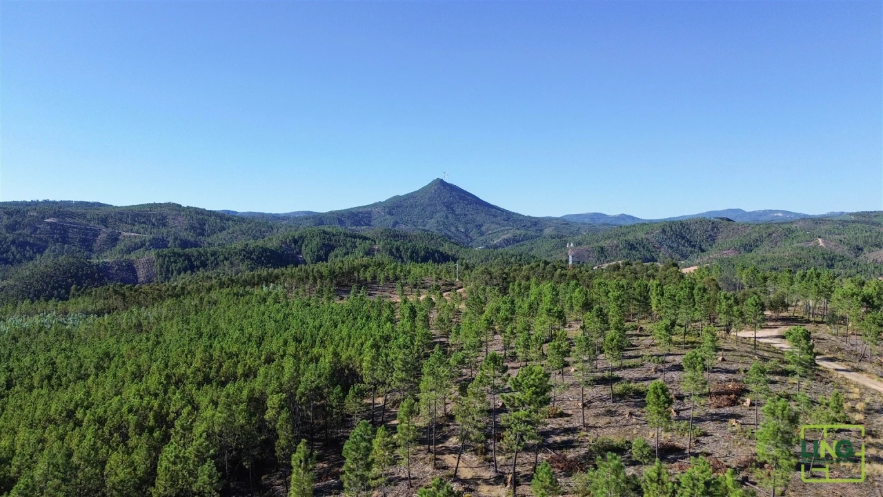 Terreno Agricola ou Rústico para Venda em Sarzedas Foto 7
