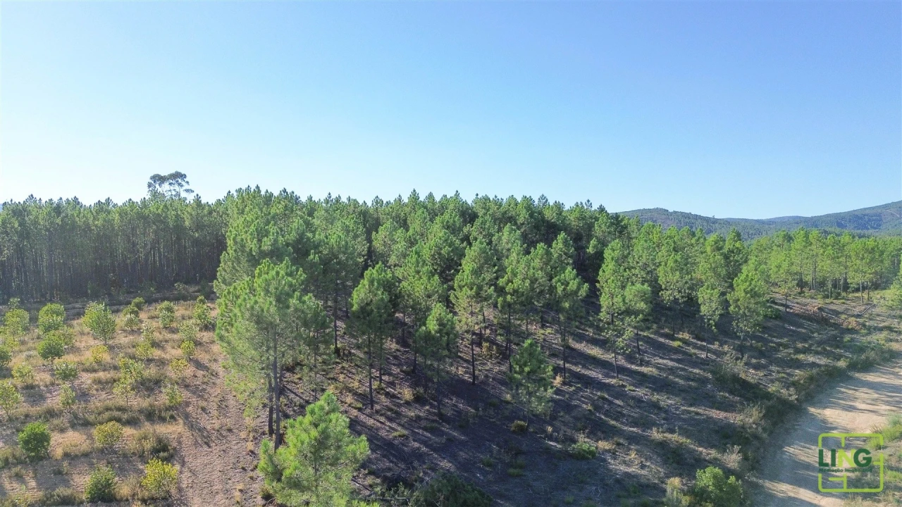 Terreno Agricola ou Rústico para Venda em Sarzedas Foto 6