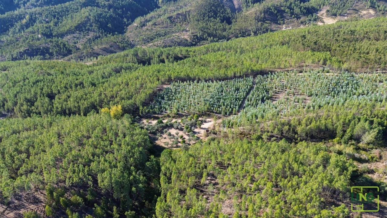 Terreno Agricola ou Rústico para Venda em Sarzedas Foto 29